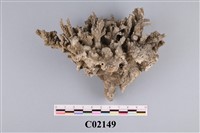 藏品(珊瑚化石)的圖片